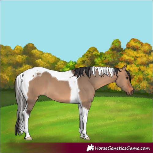 Horse Color:Bay Dun Tobiano 