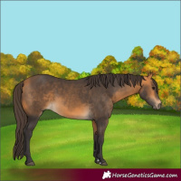Horse Color:Buckskin 