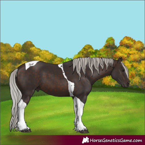 Horse Color:Silver Brown Tobiano 