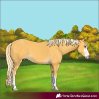 Horse Color:Palomino