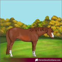 Horse Color:Chestnut 