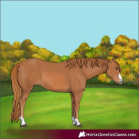 Horse Color:Chestnut 
