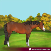 Horse Color:Bay 