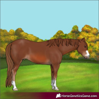 Horse Color:Chestnut 