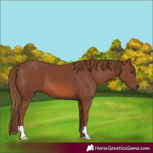 Horse Color:Chestnut 