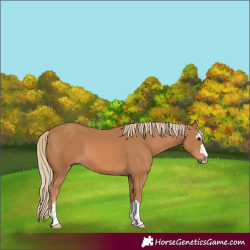 Horse Color:Chestnut 