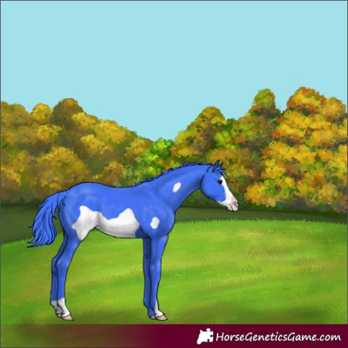Horse Color:Watercolor Black Frame