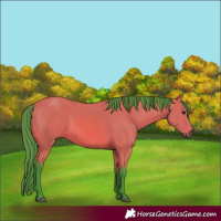 Horse Color:Watercolor Bay 