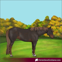 Horse Color:Liver Chestnut 