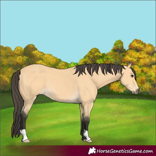 Horse Color:Buckskin