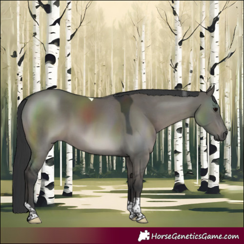 Horse Color:Grullo Tobiano 