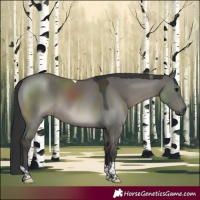 Horse Color:Grullo Tobiano 