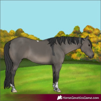 Horse Color:Grullo Tobiano