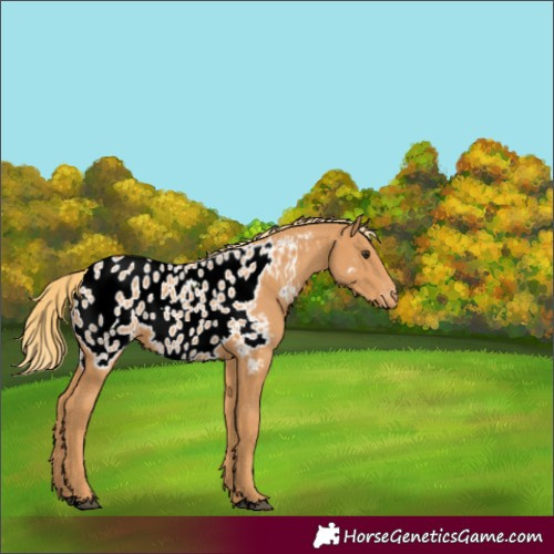 Horse Color:Chestnut Appaloosa 