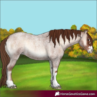 Horse Color:Red Onyx Roan 