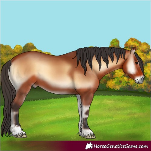 Horse Color:Bay Onyx 