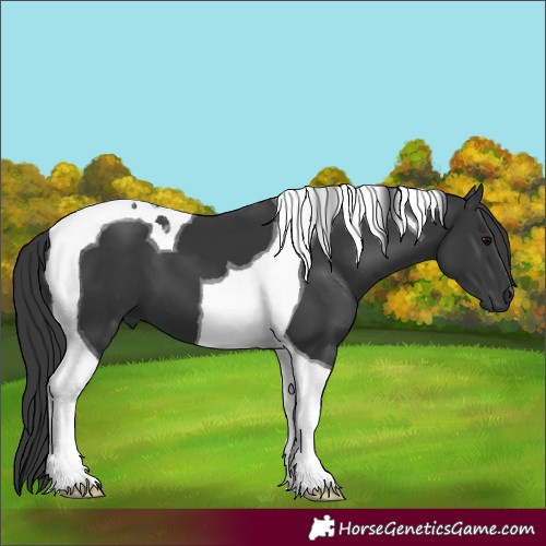 Horse Color:Black Tobiano 