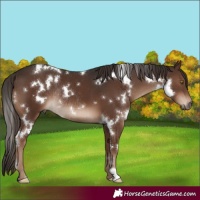 Horse Color:White Spotted Liver Chestnut Rabicano