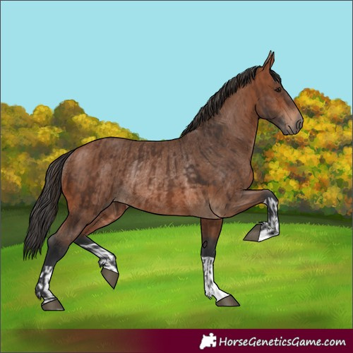 Horse Color:Brown Rabicano  and Bay Rabicano 