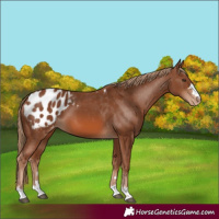 Horse Color:Chestnut Appaloosa