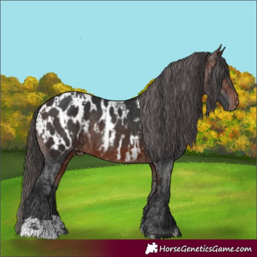 Horse Color:Brown Rabicano and Brown Appaloosa Rabicano