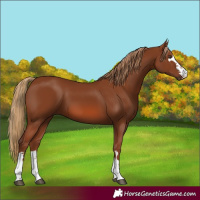 Horse Color:Chestnut 