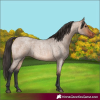 Horse Color:Bay Roan Dun 