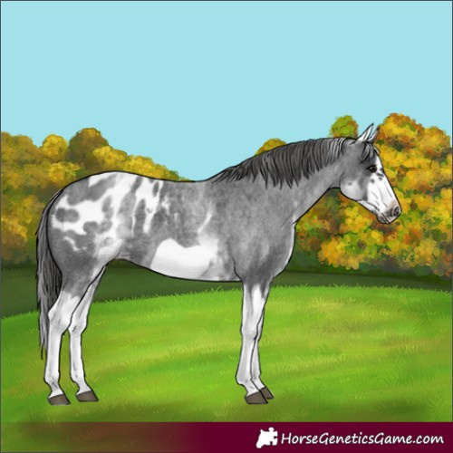 Horse Color:White Spotted Blue Roan Splash Frame Appaloosa