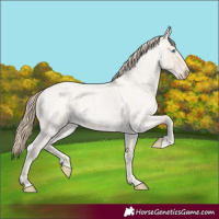 Horse Color:Smoky Creme Roan Dun 