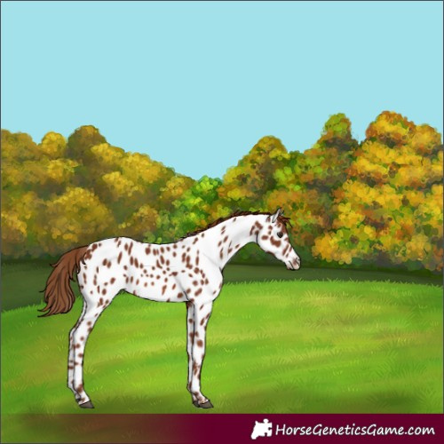 Horse Color:Chestnut Near Leopard