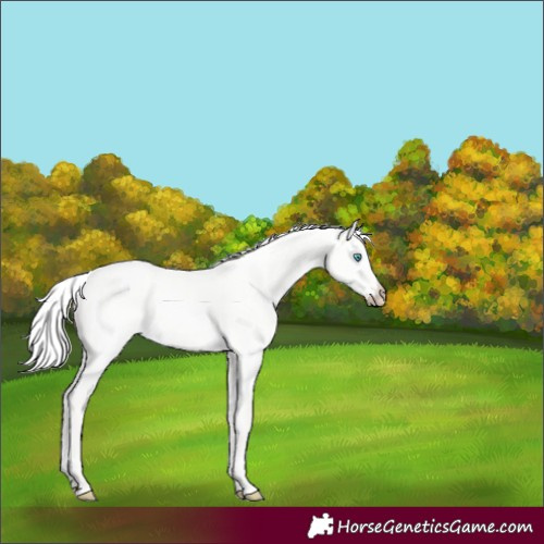 Horse Color:Silver Perlino Dun 