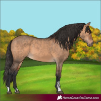 Horse Color:Brown Dun and Bay Dun