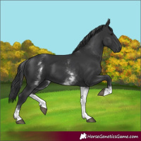 Horse Color:White Spotted Black 