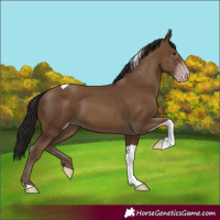 Horse Color:Gray Classic Champagne Tobiano