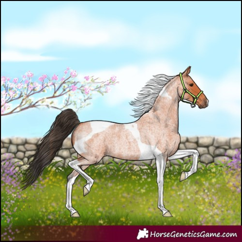 Horse Color:Bay Roan Tobiano 