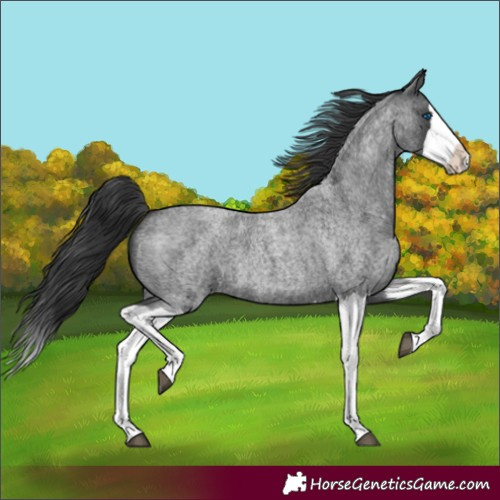 Horse Color:Blue Roan Splash 