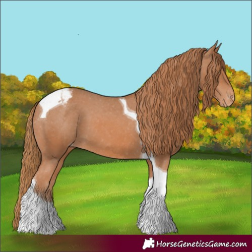 Horse Color:Chestnut Tobiano Appaloosa 