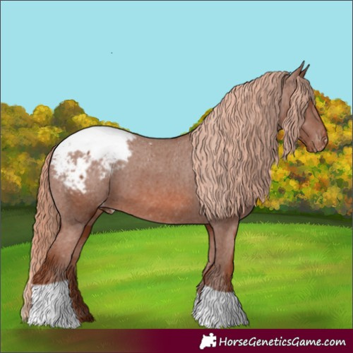 Horse Color:Chestnut Tobiano Appaloosa 