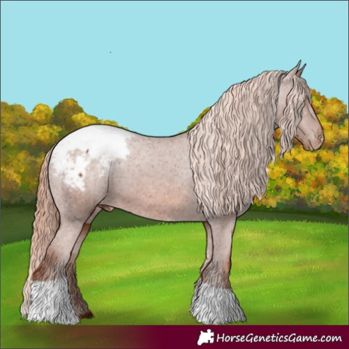 Horse Color:Chestnut Tobiano Appaloosa 