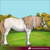 Horse Color:White Spotted Red Roan 