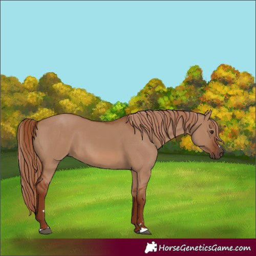Horse Color:Red Dun