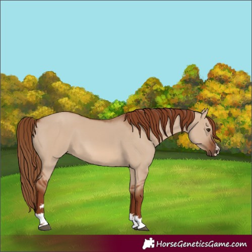 Horse Color:Red Dun 