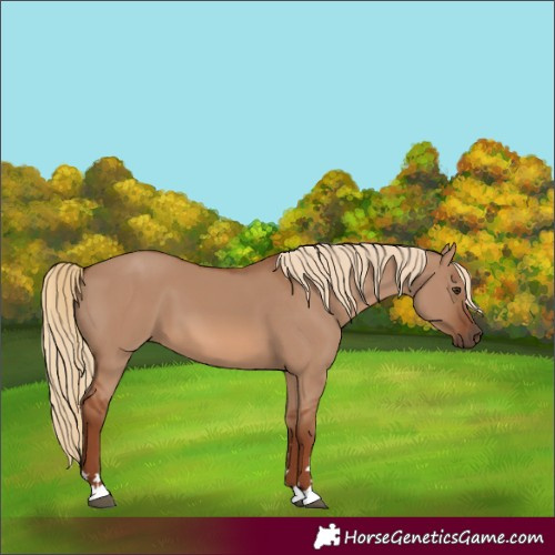 Horse Color:Red Dun