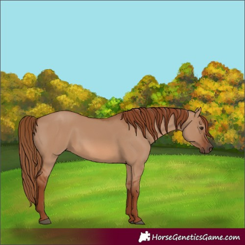 Horse Color:Red Dun