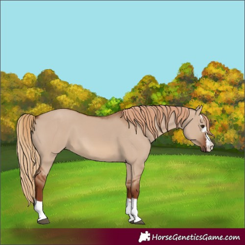 Horse Color:Red Dun 