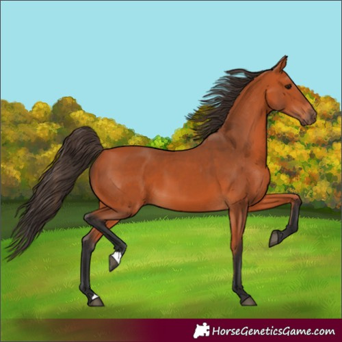 Horse Color:Bay 