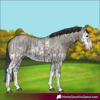 Horse Color:Grullo Sabino Splash and Grullo Roan Sabino Splash