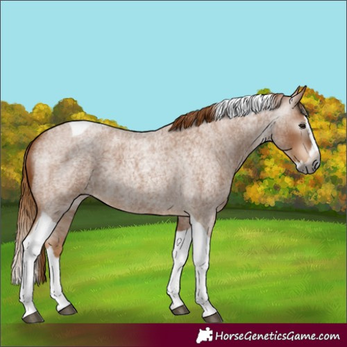 Horse Color:Unknown 