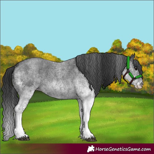 Horse Color:White Spotted Blue Roan 