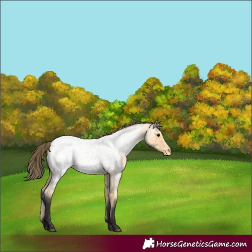 Horse Color:Buckskin Roan Near Leopard